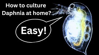 BEST Live Fish Food Beginner guide How to Culture Daphnia at home [upl. by Ellie]