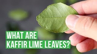 What Are Kaffir Lime Leaves 🌿 [upl. by Matuag]