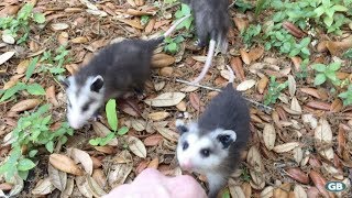 Baby Opossums Come Running When Called [upl. by Mildrid620]