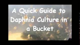 How to culture daphnia outside [upl. by Roxine]