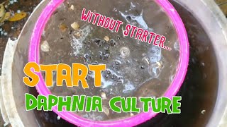 How to culture daphnia moina the easy way 1  Starting the Daphnia culture [upl. by Nyleuqaj]