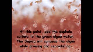 Daphnia  How to grow daphnia in your home [upl. by Aretse]