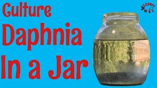 How to Culture Daphnia in a Jar [upl. by Zarah754]