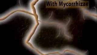 See how mycorrhizae and mycorrhizal fungi absorb nutrients o [upl. by Rellim407]