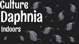 How to Culture Daphnia [upl. by Notsirk567]