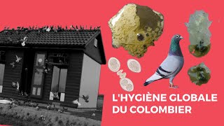 L’hygiène globale du colombier [upl. by Terrena341]