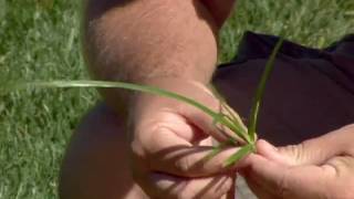 Controlling Yellow Nutsedge [upl. by Elrahc]