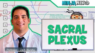 Neurology  Sacral Plexus [upl. by Liuqnoj]