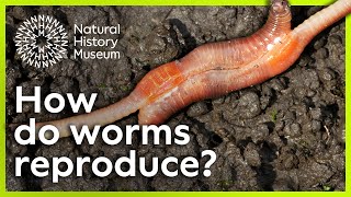 How do worms reproduce  Surprising Science [upl. by Acemaj689]