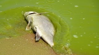 Battling the Bloom Lake Erie [upl. by Rip]