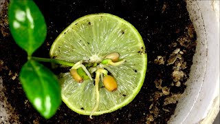 Key Lime Tree from seed🍋 [upl. by Novak463]