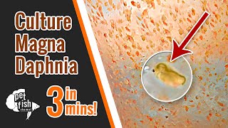 How to culture DAPHNIA MAGNA  The easy way [upl. by Oryaj]