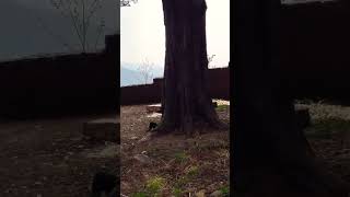 Dagshai Graveyard  Haunted Place in Himachal Pradeshbharatrawatuk [upl. by Dleifyar]