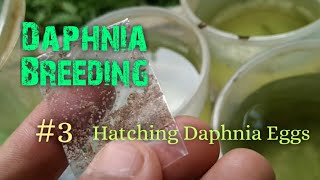 Daphnia Culture made simple and easy 3  Hatching Daphnia eggs [upl. by Ahseer973]