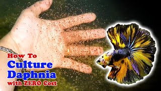 How to Culture Daphnia with ZERO Cost  Unlimited Live Food For Our Fish [upl. by Eelreveb445]