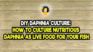 DIY Daphnia Culture How to Culture Nutritious Daphnia as Live Food for Your Fish [upl. by Jola]