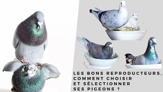 Les bons reproducteurs comment choisir et sélectionner ses pigeons [upl. by Nanis]