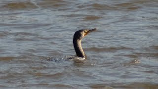 Cormorants swimming and diving in water [upl. by Ulla]