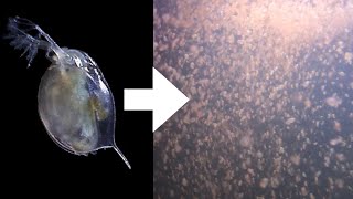 How I Culture Daphnia [upl. by Ardenia]