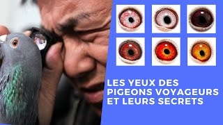 Les yeux des pigeons voyageurs et leurs secrets [upl. by Hardden]