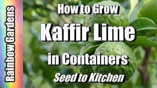 How to Grow Kaffir  Makrut  Meyer Lemon amp Citrus Trees in Containers Seed to Kitchen [upl. by Tsyhtema]