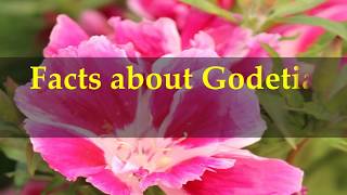 Facts about Godetia Flower [upl. by Oznol]