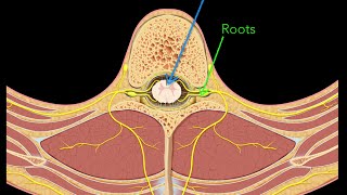 Spinal nerves [upl. by Adlare]