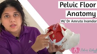 Pelvic Floor StructureAnatomy  Pelvic Rehab Doc [upl. by Ahern245]