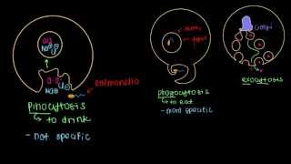 Endocytosis and Exocytosis [upl. by Valerlan656]