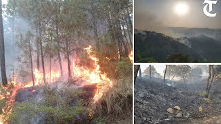 Himachal Massive fire at Dagshai forest [upl. by Yelnoc569]