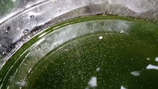 DAPHNIA MOINA CULTURE IN A SMALL BUCKET [upl. by Joey]