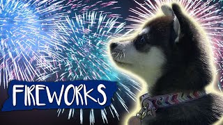 Fireworks Noise Desensitization For Dogs [upl. by Oiram297]