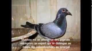 La colombophilie sénégalaise Association Colombophile Dakaroise pigeons voyageurs [upl. by Aldredge]