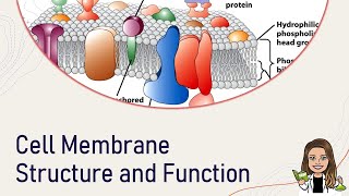 Biology Cell Membrane Structure and Function Ch 7 [upl. by Gorey]