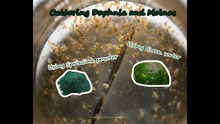 How To Culture Daphnia and Moinas using Green Water Spirulina powder [upl. by Ruth51]