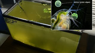 Raising Daphnia for the Freshwater Aquarium [upl. by Demakis]