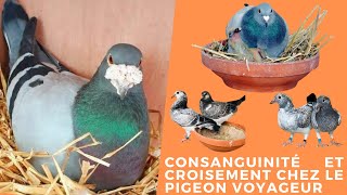 Consanguinité et croisement chez le pigeon voyageur [upl. by Halik]