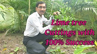 How to take Lime  Lemon tree Cuttings with 100  Success [upl. by Gabie]