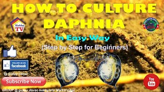 HOW TO CULTURE DAPHNIA In Easy Way [upl. by Koal]