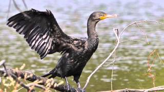 Double Crested Cormorant [upl. by Nevag659]